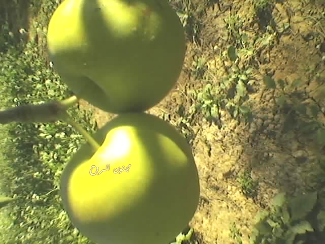 spm_a029.jpg