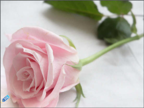 d8b2d987d8b1d8a9-d988d8b1d8afd98ad8a92.jpg