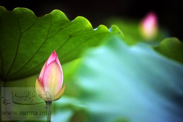 www-sunna-info-278.jpg