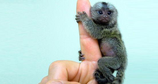 monkey-l.jpg