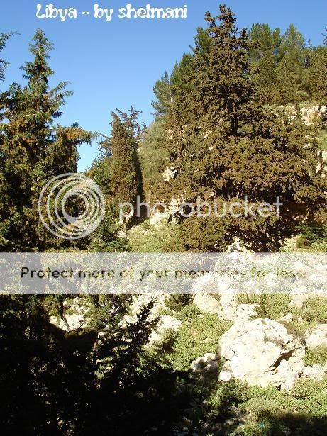 Libyanforest18.jpg