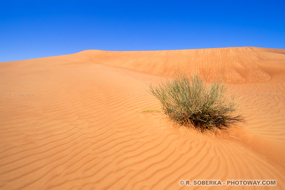 EAU04_240-survie-desert.jpg