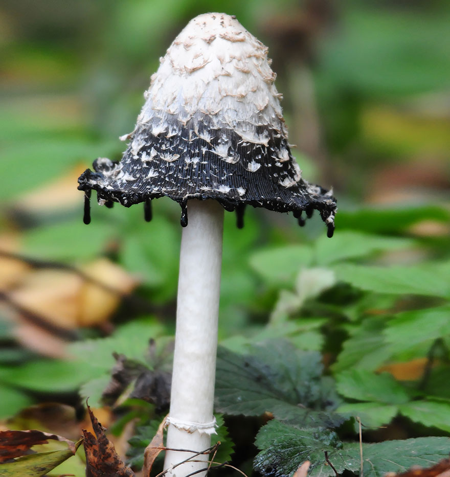 mushroom-photography-261__880.jpg