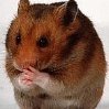 Hamster.jpg