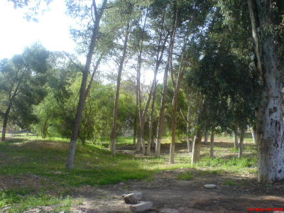 foret-f0cdca.jpg