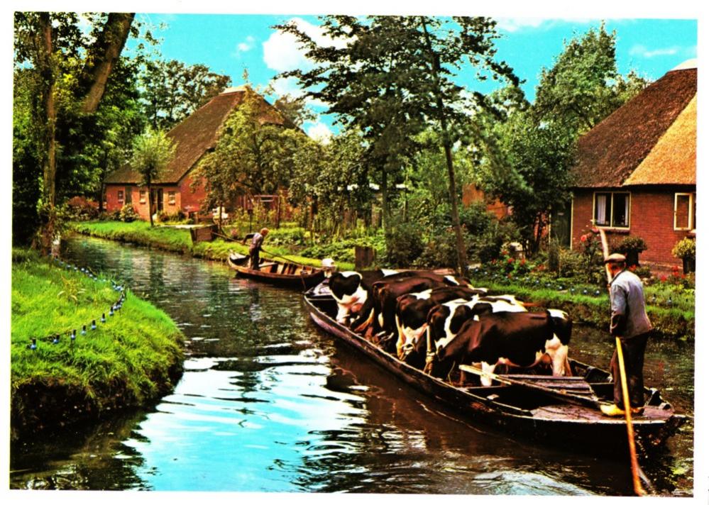 giethoorn%20cows%20in%20boot.jpg