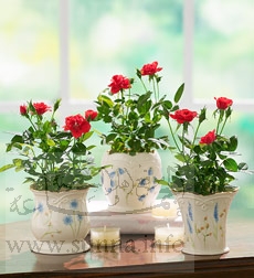 Warda_394.jpg