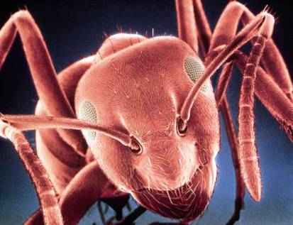 ant-1.JPG