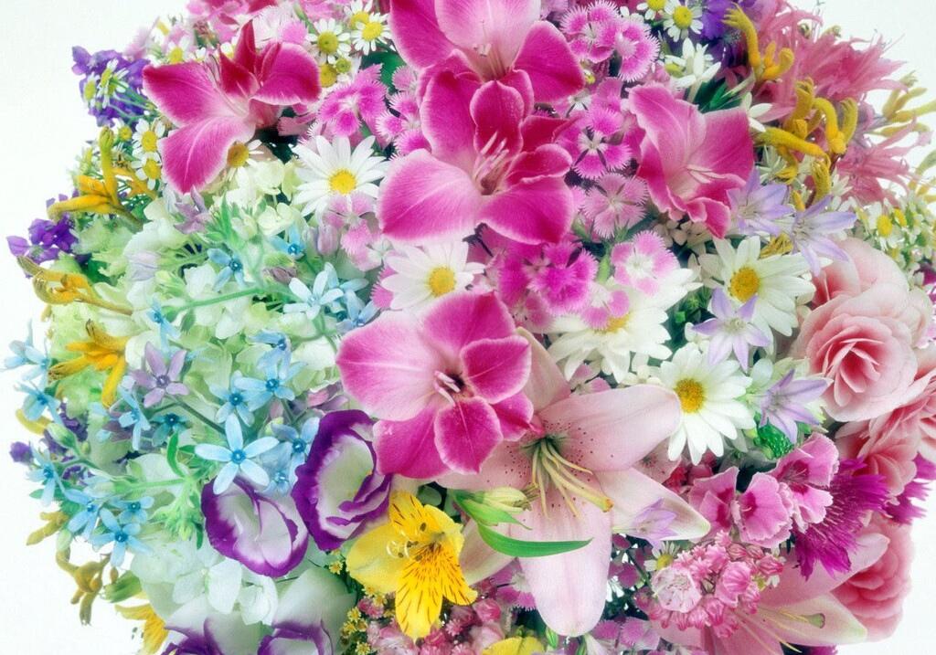 Flower-885639.jpg