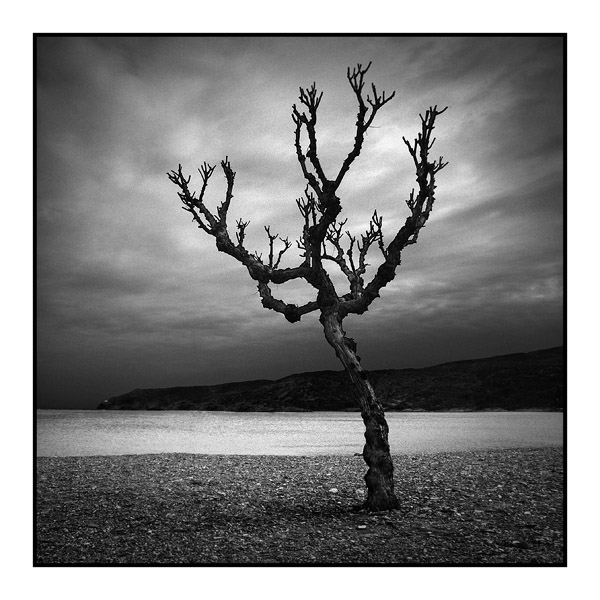 arbre+sec.jpg