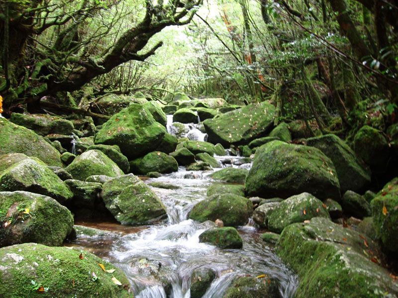 Shiratanisuiunkyo_in_Yaku_Island_Japan_001.JPG