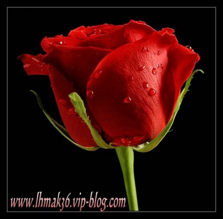 lhmak36-vip-blog-com-449477rose1.JPG