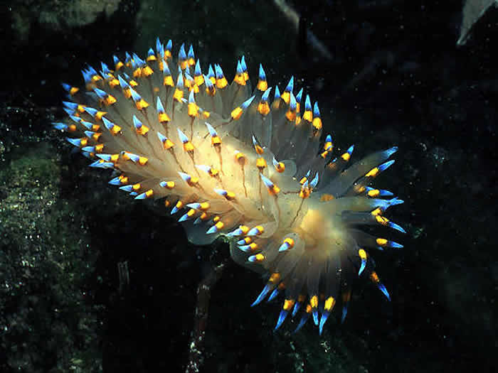 nudi.jpg