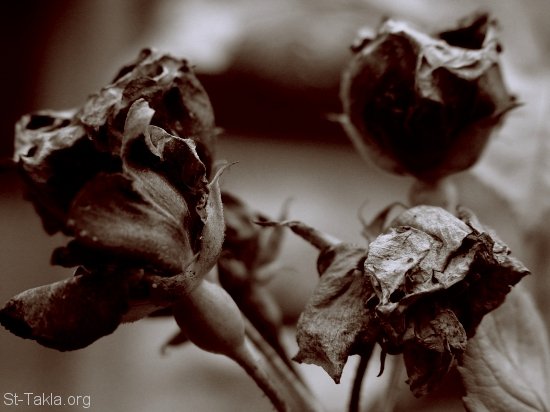 St-Takla-org___Dead-Roses.jpg