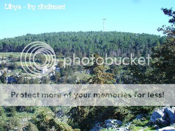 Libyanforest40.jpg
