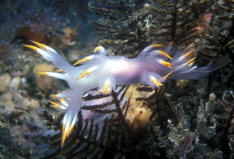 Dendronotus.jpg