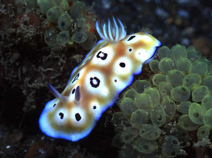 Nudi3.jpg