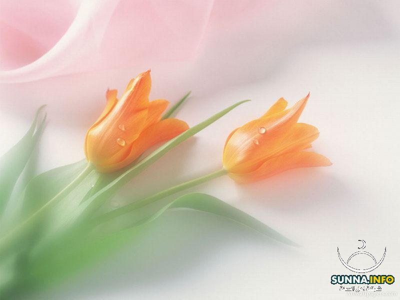 wared-flower-wroud-fleur.jpg