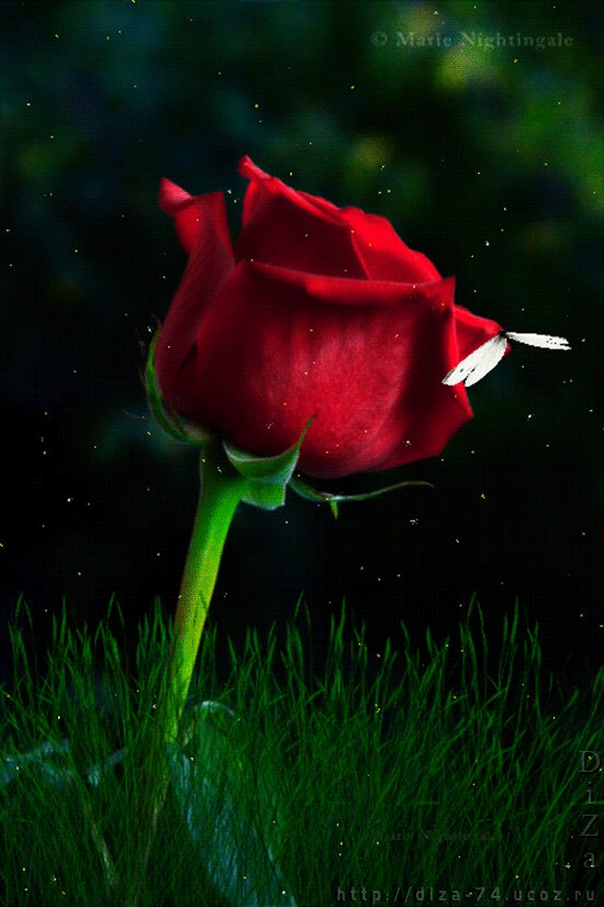 magic_rose_by_diza_74-d5gkjs5.gif
