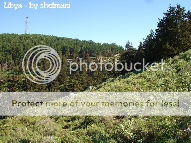 Libyanforest24.jpg