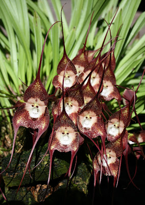 monkey+orchid+7.jpg