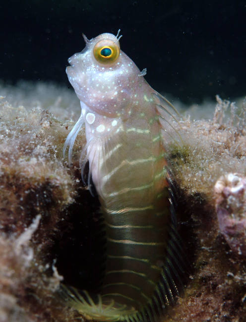 blenny15.jpg