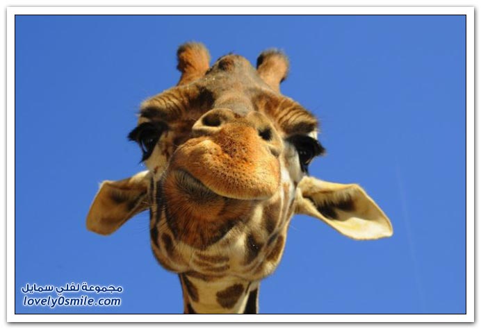 Moments-of-zoo-04.jpg
