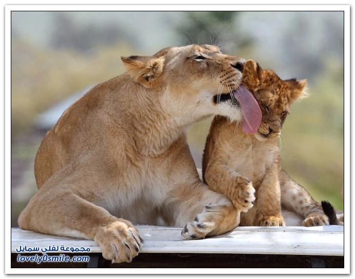 Moments-of-zoo-10.jpg