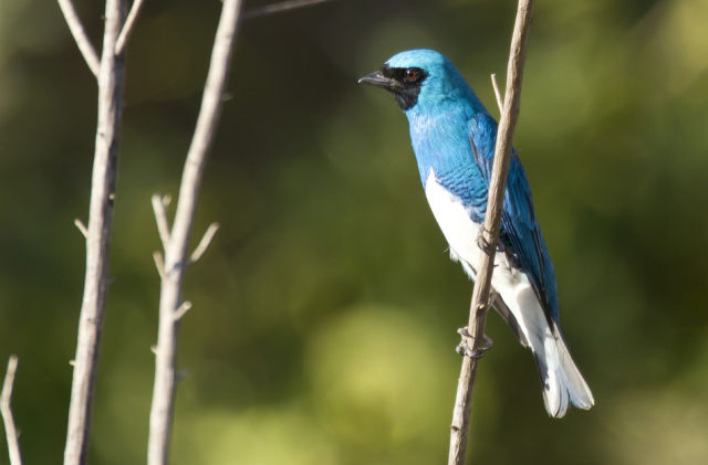 beautiful_birds_of_the_world_640_23.jpg