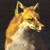 Renard.gif