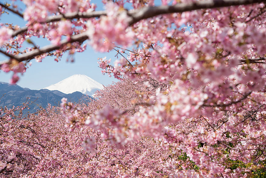 cherry-blossom-sakura-14.jpg