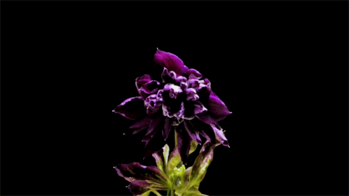 tumblr_mt9yl2pgLh1qa4szeo8_r1_500.gif