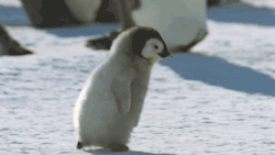 tumblr_mza0tdbtjO1tpfpcvo1_250.gif
