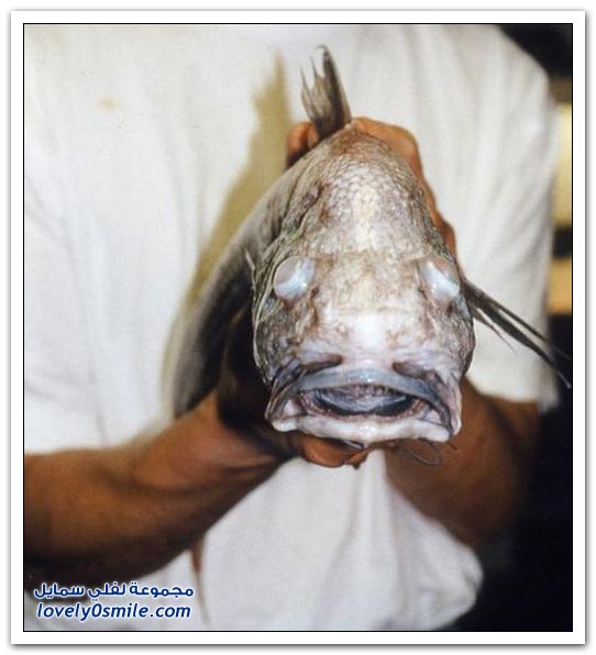 strange-fishes-04.jpg