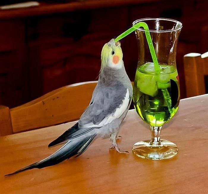 acid_picdump_107.jpg
