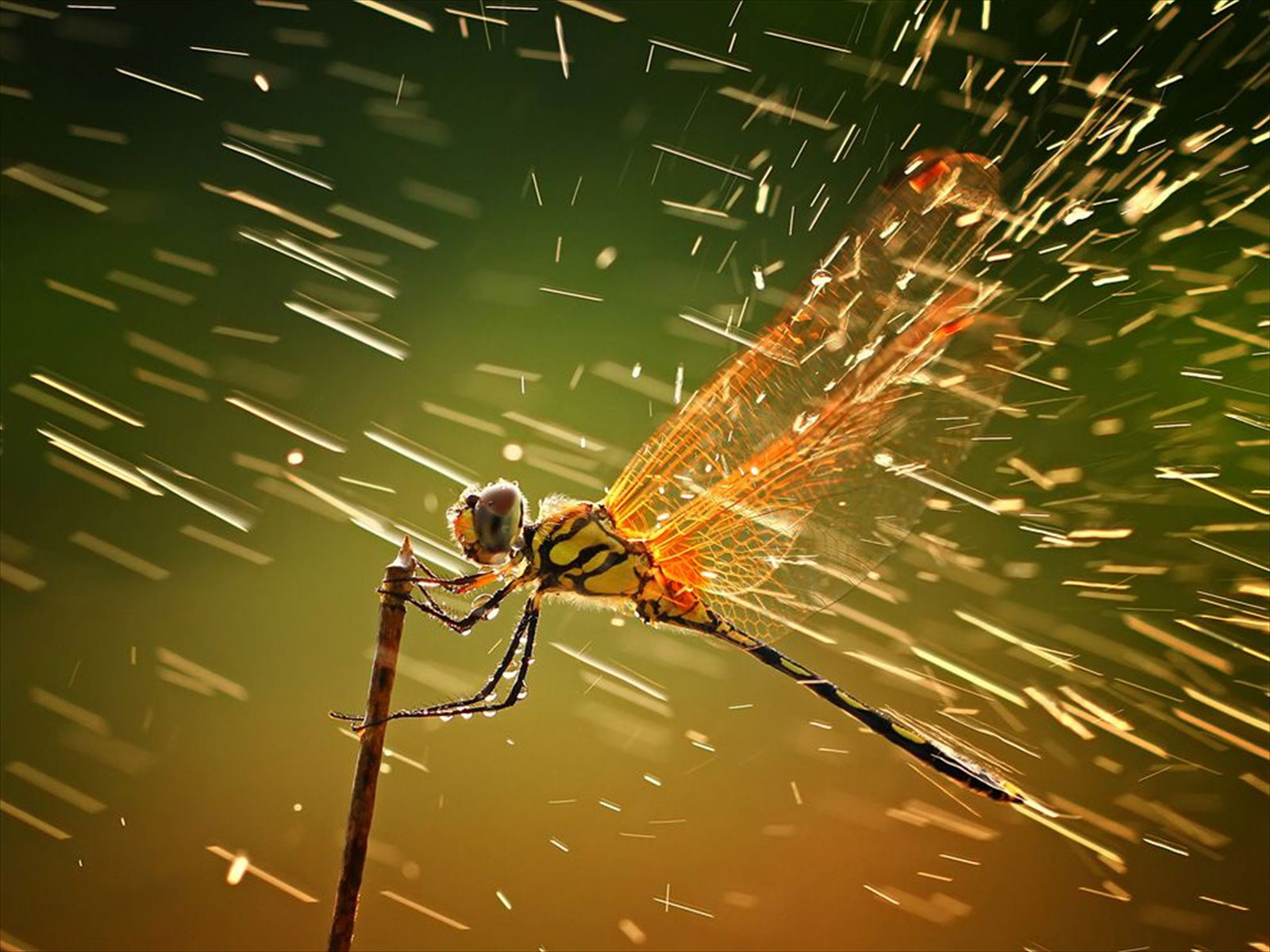 dragonfly-HD-rain-wallpaper_0.jpg