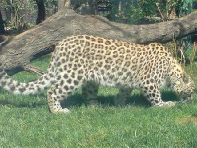 feline7.jpg