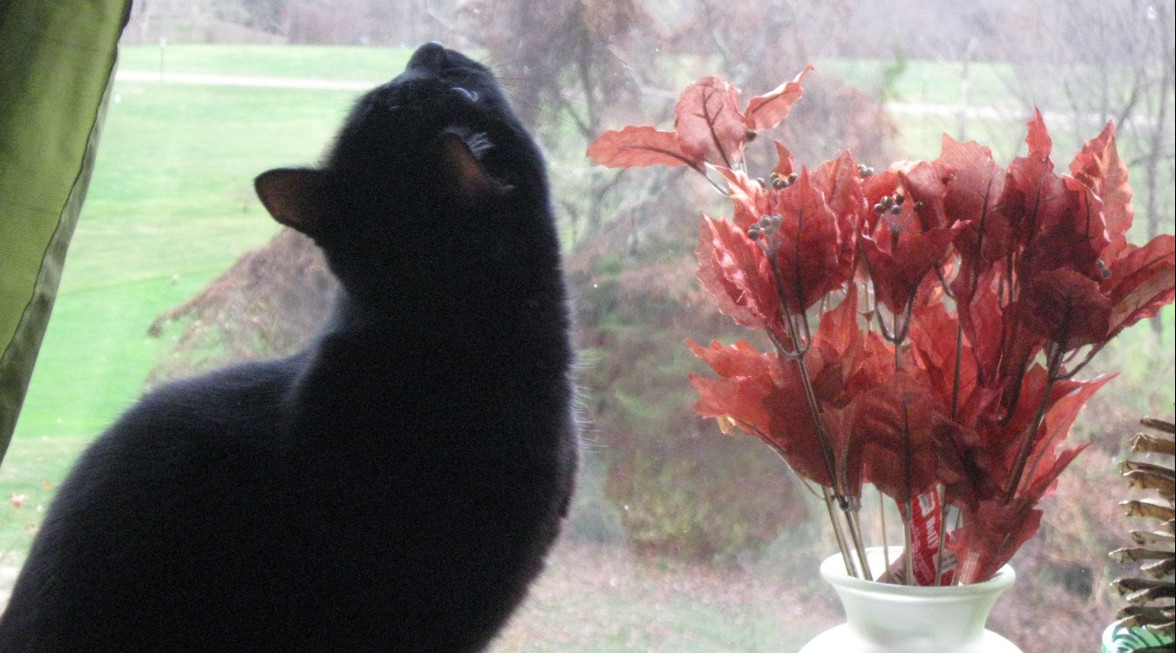 image129388.html