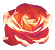 rose28.gif