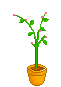 th_040308_016.gif