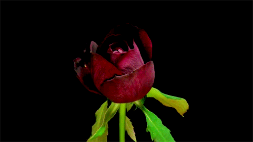 tumblr_mt9yl2pgLh1qa4szeo7_r1_500.gif