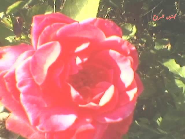 spm_a035.jpg