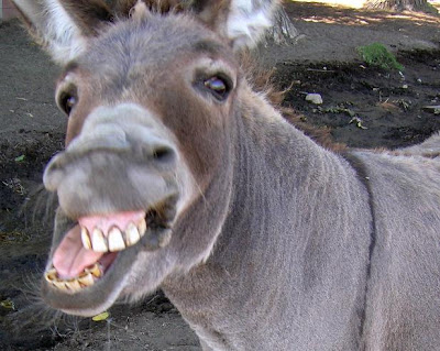 Donkey-.JPG