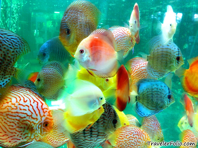 discus-fish.jpg