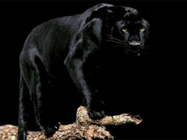 feline27.jpg