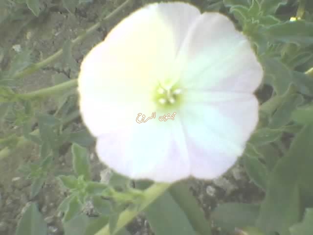 spm_a051.jpg