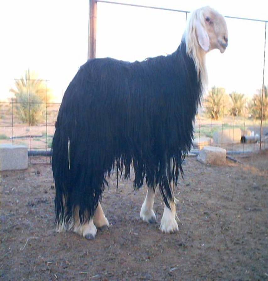 abofahaid.jpg