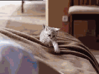 tumblr_ltj8tb4qVW1r0pequo2_250.gif