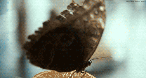 tumblr_m99fa6nrGe1rpb1bho1_500.gif