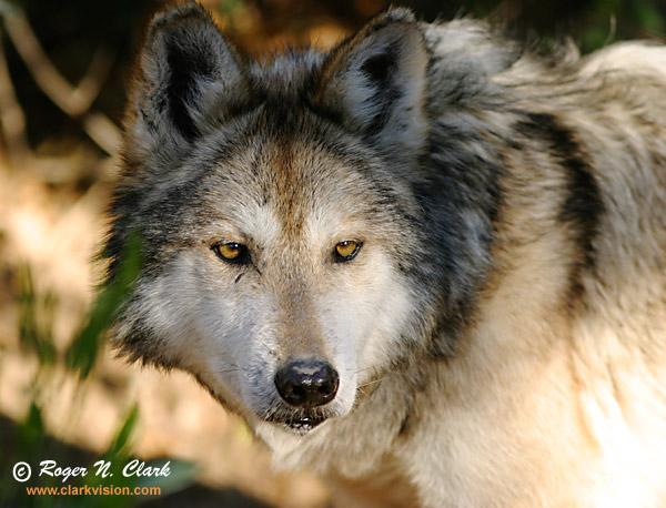 wolf.c02.08.2004.img_6741.b-600.jpg